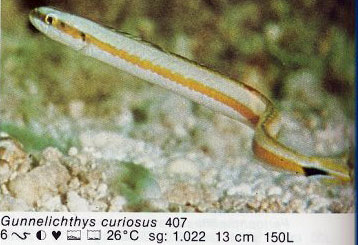 Gunnelichthys curiosus